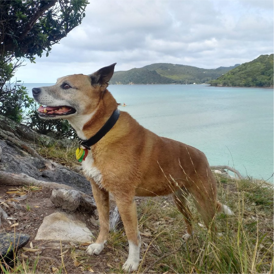 Dog looking out over the coastline on Aotea